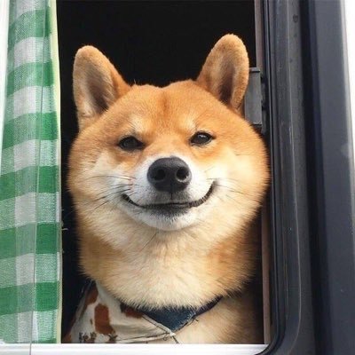 Dog in a relaxed outdoor moment