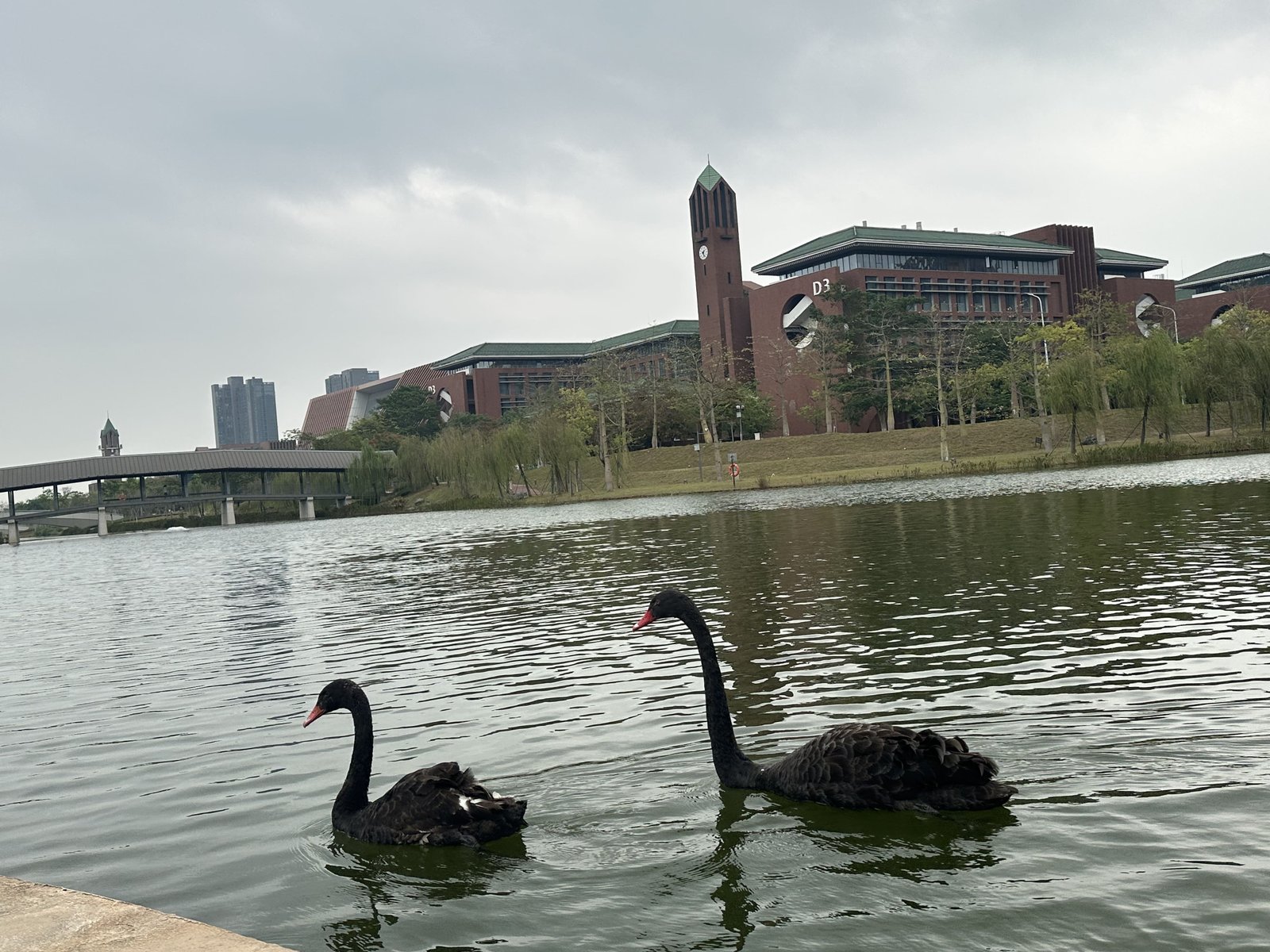 Swan near calm water outdoors
